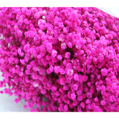 프리져브드안개(꽃핑크)약380g