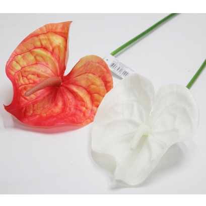 모이스트 안시듐가지조화